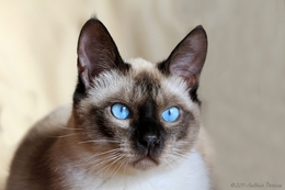 Gandalf - the cat with blue eyes 