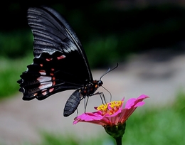 Papillio anchysiades capys. 