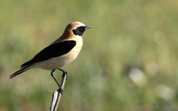 Chasco-ruívo (Oenanthe hispanica) 