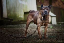 Cão de Fila dos Açores 