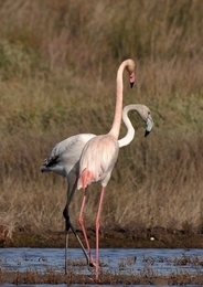 "Flamingos" 
