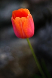 Tulipa vermelha 