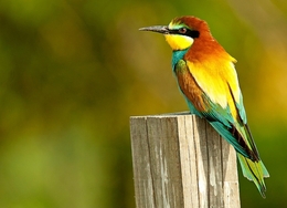 Merops apiaster 