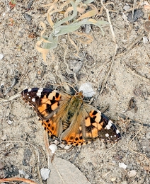 VANESSA CARDUI  (Linnaeus 1758) 