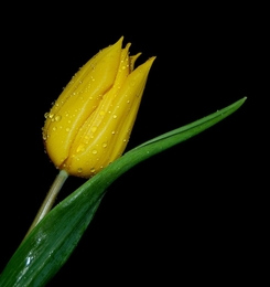 Tulipa...... 