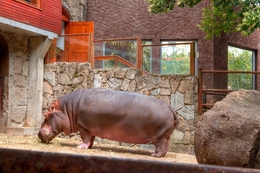 Hipopotamo  