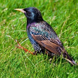 Estorninho-Malhado _ Starling 