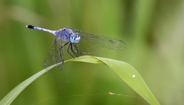 dragonfly resting 