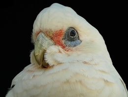 Cockatoos of the world 