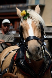 Fim de passeio 