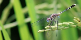 dragonfly resting 2 