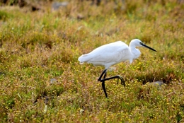 A garça 