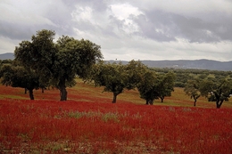 Terra de vermelho 