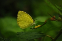 borboleta amarela 