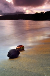 Coconuts Island 