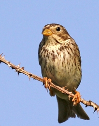 EMBERIZA CALANDRA - TRIGUEIRÃO 