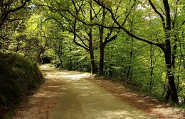 Mata da Albergaria, Gerês 