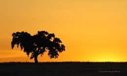 ``Alentejo`` 