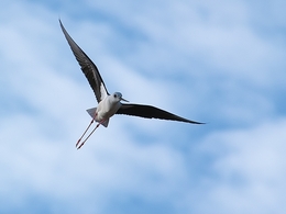 Himantopus 