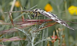 PAPÍLIO MACHAON, Família das Papilionidae 