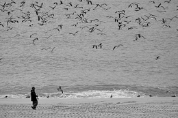 O Homem o mar e as gaivotas 
