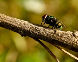 Mosca Verde(Cochliomyia hominivorax)  