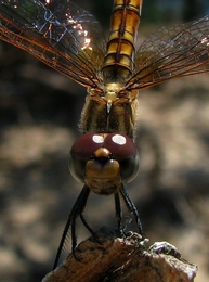 Odonata 