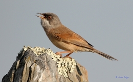 Toutinegra-tomilheira (Sylvia conspicillata) 