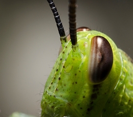 Grasshopper's Face 