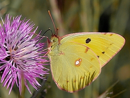 COLIAS CROCEUS  (Geoffrey 1785) 