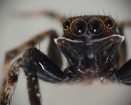 Brown Eyebrow Spider 