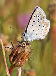 POLYOMMATUS ICARUS - Familia das LYCAENIDAE 