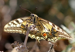 PAPÍLIO MACHAON, Família das Papilionidae 