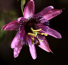 flor de maracujá 