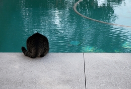 cat by the pool 