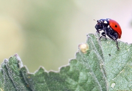 A ALPINISTA 