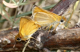 THYMELICUS ACTEON - Familia das HESPERIIDAE 