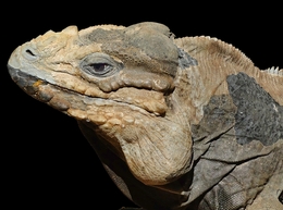 Cyclura cornuta 