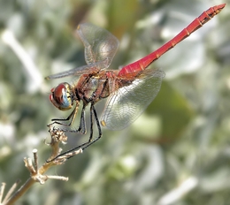The Dragonfly 
