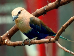 CORÁCIO VENTRE-AZUL _ BLUE-BELLIED ROLLER  