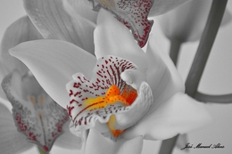 mãos de orquídeas brancas 