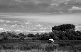 Camargue 