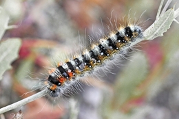 lagarta de Psilogaster loti (Lasiocampidae) 