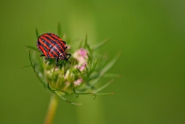 the red and black bug 