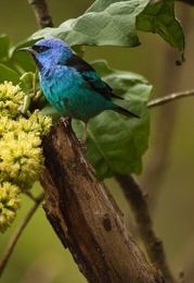 saí-azul (Dacnis cayana) 