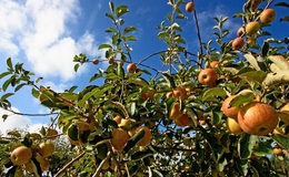 POMAR - ROSADAS E APETITOSAS 