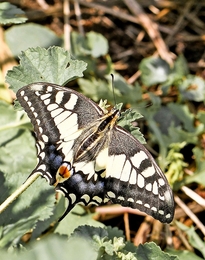 PAPILIUM MAHAON 