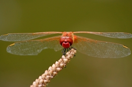 dragonfly portrait 