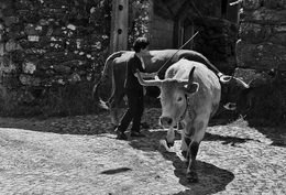 Mulher tocando as vacas 