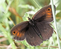 COENONYNPHA PAMPHILUS - Familia SATYRINAE 